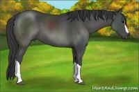 Horse Color:Black 