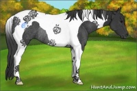 Horse Color:Black Tobiano Rabicano 