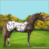 Horse Color:Liver Chestnut Sabino Near Leopard 