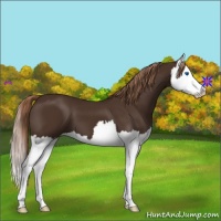 Horse Color:Liver Chestnut Splash 