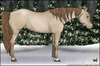 Horse Color:Grullo Pearl