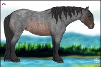 Horse Color:Brown Roan Appaloosa