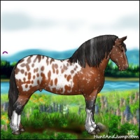 Horse Color:Brown Appaloosa 