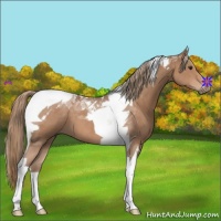 Horse Color:Chestnut Tobiano 