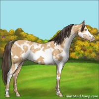 Horse Color:White Spotted Amber Champagne 