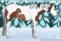 Horse Color:Bay Splash Tobiano Rabicano