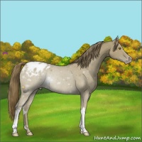Horse Color:Classic Cream Champagne Appaloosa 