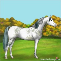 Horse Color:Watercolor White Spotted Bay Dun 