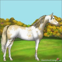 Horse Color:Watercolor White Spotted Red Dun Splash Frame Rabicano 