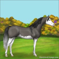 Horse Color:Grullo Splash 