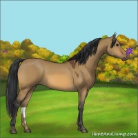 Horse Color:Bay Dun 