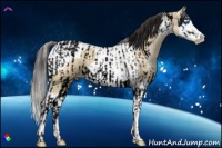 Horse Color:Buckskin Dun Splash Tobiano Frame  and Buckskin Dun Splash Tobiano 