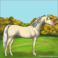 Horse Color:Silver Classic Cream Champagne Dun