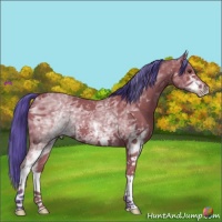 Horse Color:Watercolor White Spotted Bay 