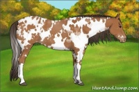 Horse Color:White Spotted Bay Appaloosa