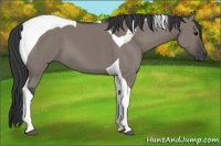 Horse Color:Grullo Tobiano 