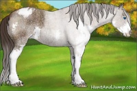 Horse Color:Bay Ice Roan Splash Appaloosa 