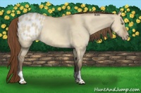 Horse Color:Amber Champagne Dun Appaloosa 
