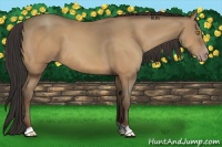 Horse Color:Sable Champagne 