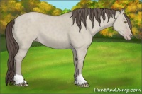 Horse Color:Classic Cream Champagne Dun 