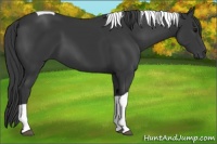 Horse Color:Black Tobiano 
