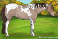 Horse Color:Classic Champagne Roan Tobiano
