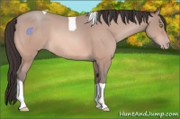 Horse Color:Amber Champagne Tobiano