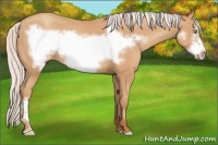 Horse Color:Silver Amber Champagne Frame 