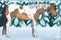 Horse Color:Buckskin Tobiano