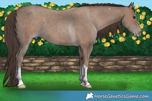 Horse Color:Classic Champagne Tobiano 