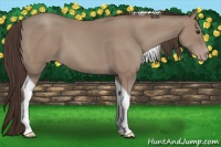 Horse Color:Classic Champagne Tobiano 