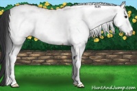 Horse Color:White Spotted Bay 