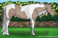 Horse Color:Classic Champagne Tobiano 