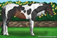 Horse Color:Brown Tobiano