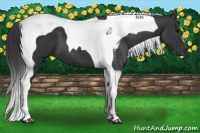 Horse Color:Black Tobiano 