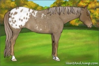 Horse Color:Chocolate Palomino Roan Appaloosa 