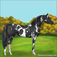 Horse Color:White Spotted Black 