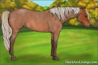 Horse Color:Silver Bay Roan 