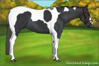 Horse Color:Black Tobiano 