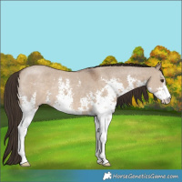 Horse Color:Liver Red Dun Sabino 