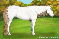 Horse Color:White Spotted Gold Champagne Ice Dun