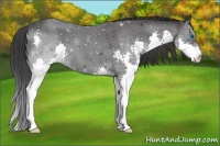 Horse Color:Black Splash 