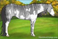 Horse Color:Black Ice Splash Rabicano 