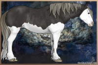 Horse Color:Liver Chestnut Splash Rabicano 