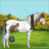 Horse Color:Brown Splash Tobiano 