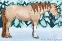 Horse Color:Buckskin Ice Pearl 