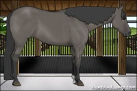 Horse Color:Grullo 