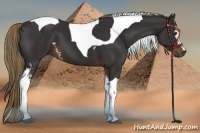 Horse Color:White Spotted Liver Chestnut Tobiano 