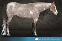 Horse Color:White Spotted Liver Red Dun Roan Splash Rabicano