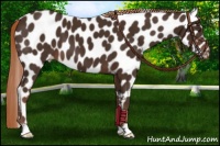 Horse Color:Liver Chestnut Leopard 